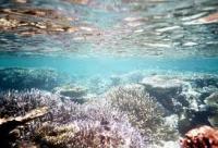 barriera corallina AGHD Srl